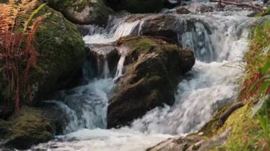 Sahne 4K ağır çekim dağ akarsuları ve şelalelerin Picoresque Ormanı, Glendalough, Wicklow Dağları Ulusal Parkı, Wicklow, İrlanda