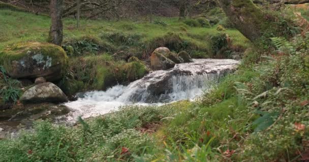 Sahne Ağır Çekim Dağ Akarsuları Şelalelerin Picoresque Ormanı Glendalough Wicklow — Stok video