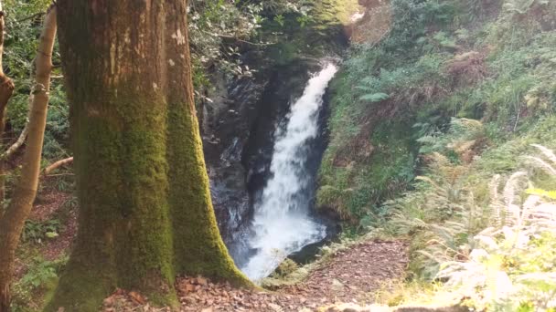 Erstaunliches Zeitlupenvideo Von Einem Tiefen Waldwasserfall Glendalough Tal Wicklow Mountains — Stockvideo