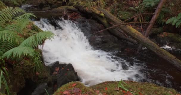 Espectacular Video Cámara Lenta Cascada Escénica Cascadas Agua Bosque Profundo — Vídeos de Stock