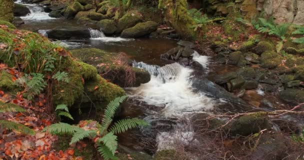 Espectacular Video Cámara Lenta Cascada Escénica Cascadas Agua Bosque Profundo — Vídeo de stock
