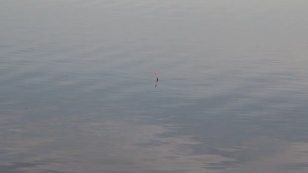 Rybářská kousnutí - plovák na klidné vodě jezera — Stock video