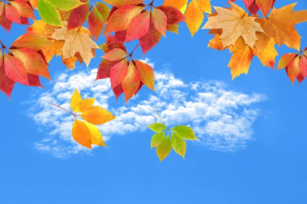 Outono deixa contra o céu — Fotografia de Stock