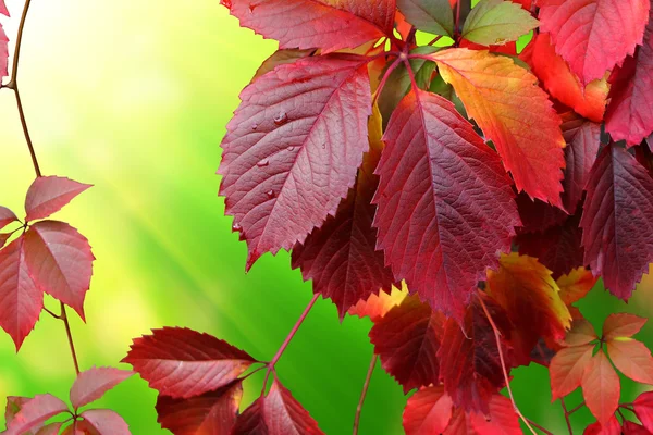 Herfstbladeren — Stockfoto