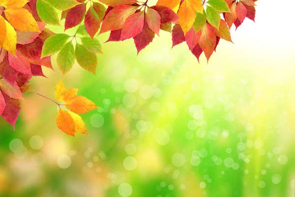 Autumn leaves — Stock Photo, Image