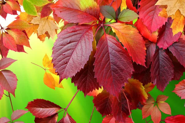 Herbstblätter — Stockfoto