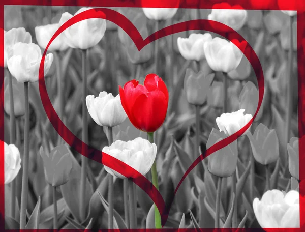 Red tulip — Stock Photo, Image