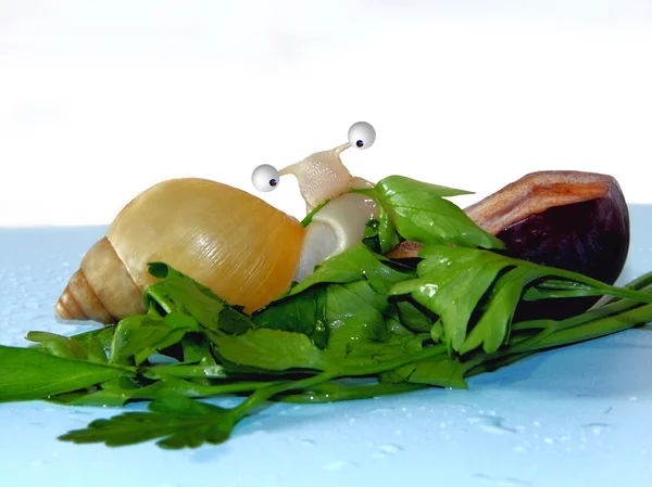 Funny snail eating parsley — Stock Photo, Image