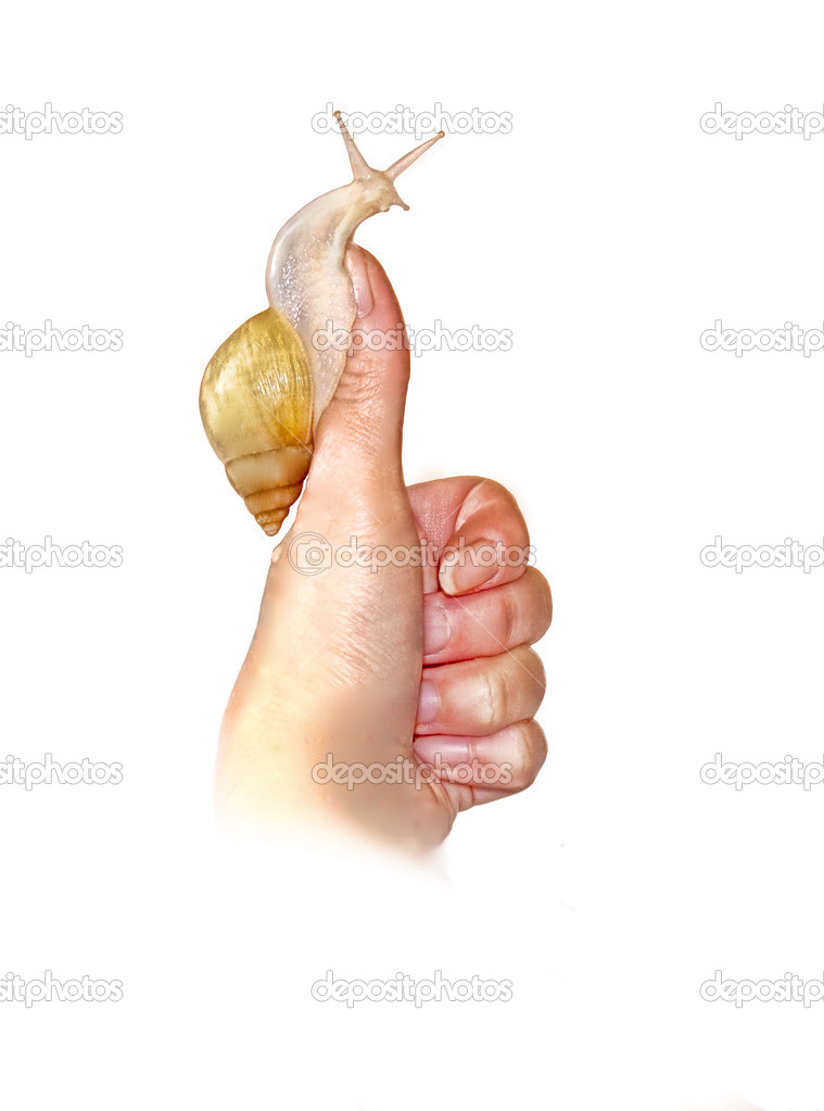 funny snail sitting on his thumb