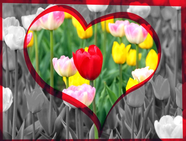 Red tulip — Stock Photo, Image