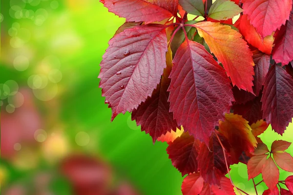 Hojas de otoño —  Fotos de Stock