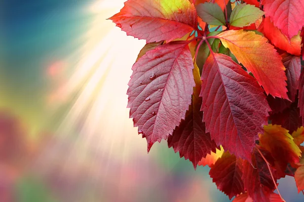 Sonbahar Yaprakları