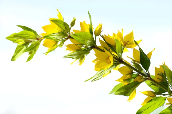 Şube sarı kır çiçeği (izole)