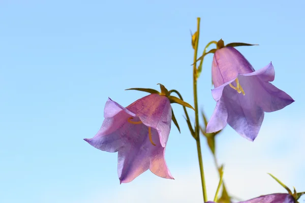 Bluebells çiçek tomurcukları (yakın çekim)