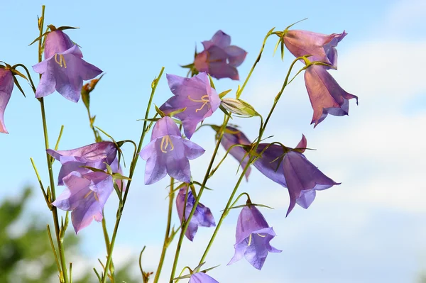 buket çiçek bluebells