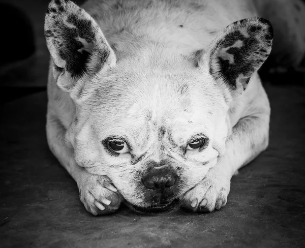 Bulldog üzgün gözlerle kameraya bakıyor