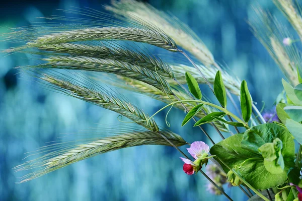 buğday ve kır çiçekleri buketi
