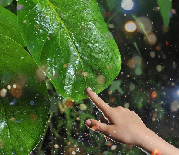 Foglie di noce sotto la pioggia — Foto Stock