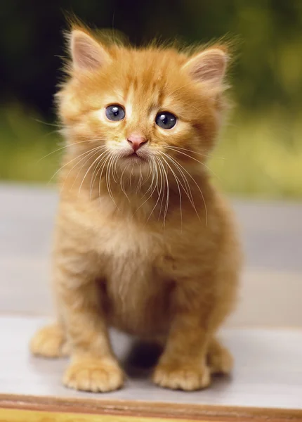 Flauschiges Kätzchen mit staunenden Blicken in die Kamera — Stockfoto