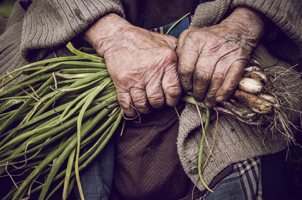 Hands of an old woman holding green onions — Stock Photo, Image