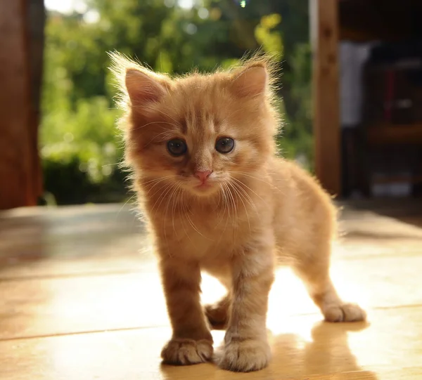 驚きとふわふわの子猫はカメラで検索します。 ストック画像