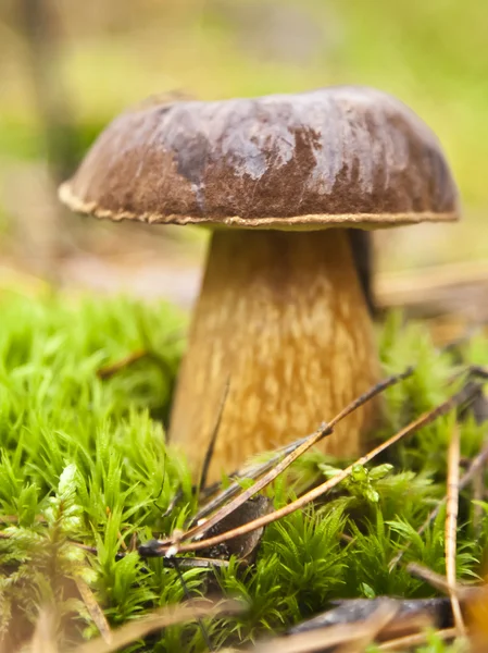 Boletus Edulis in green moss — Stock Photo, Image