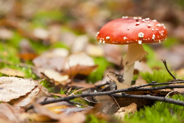 Red fly agaric among the yellow leaves — Stock Photo, Image