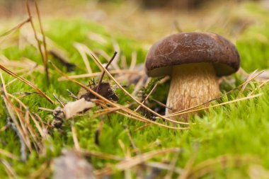 Boletus Edulis in green moss