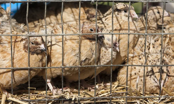 Brown chicken in a cage — Stock Photo, Image