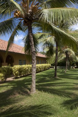 Hindistan cevizi ağaçları tatil