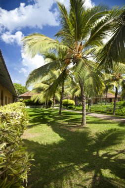 Hindistan cevizi ağaçları tatil