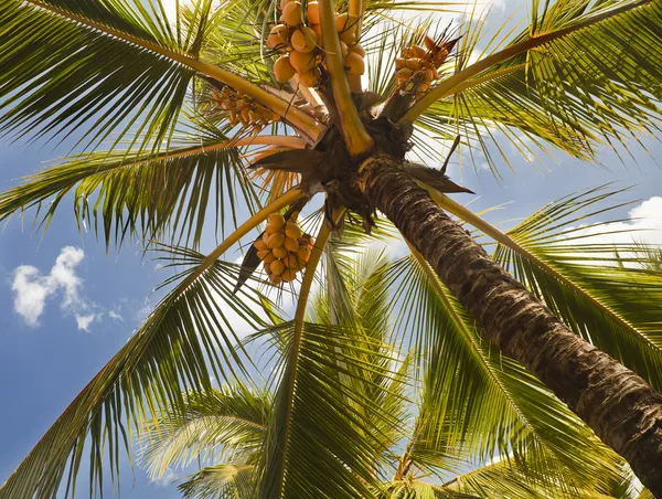 Coconut trees in the resort — Stock Photo, Image