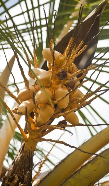 Маленькая кучка королевского кокоса — стоковое фото