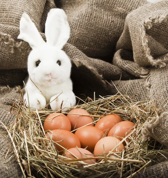 Easter bunny and Easter eggs — Stock Photo, Image