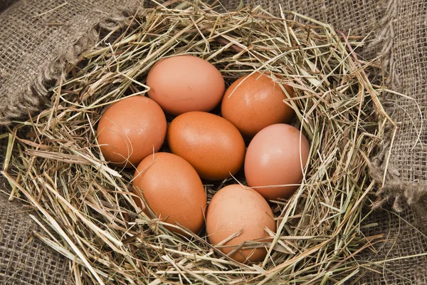 Nest with chicken eggs — Stock Photo, Image