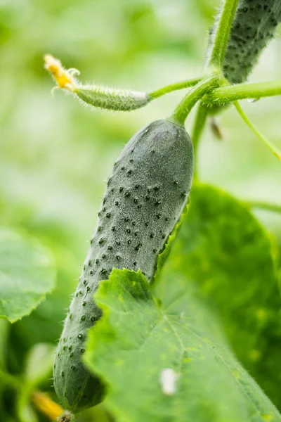 Groene komkommer in de kas — Stockfoto