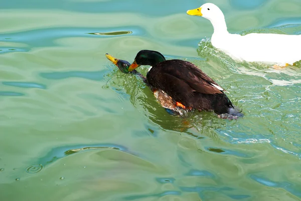 Black Ducks on the water in the lake — Stock Photo, Image