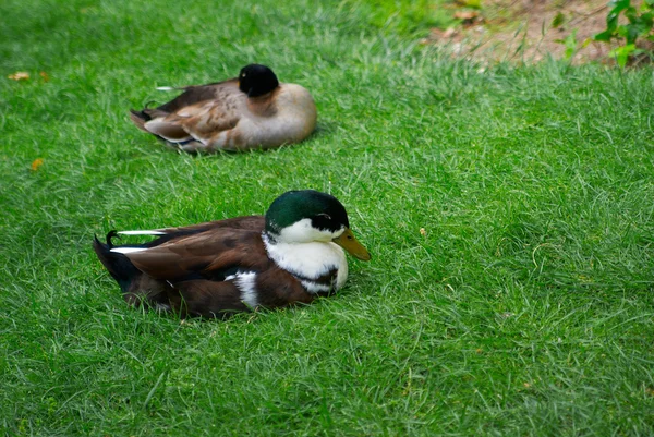 Vita inslag kommer att segla på öppen sjö under — Stockfoto