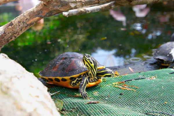 Tartaruga castanha amarela com pescoço longo — Fotografia de Stock