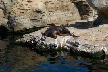 Hayvanat Bahçesi uyku deniz aslanı
