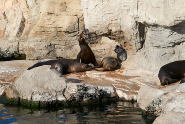 Hayvanat Bahçesi kötü kükrer, deniz aslanı
