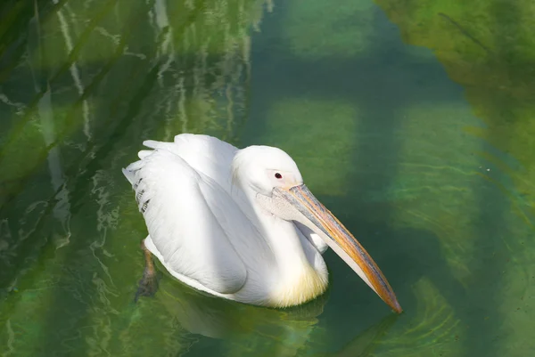 Porträt eines großen weißen Pelikans — Stockfoto