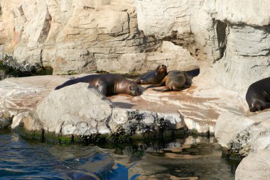 Hayvanat Bahçesi kötü kükrer, deniz aslanı