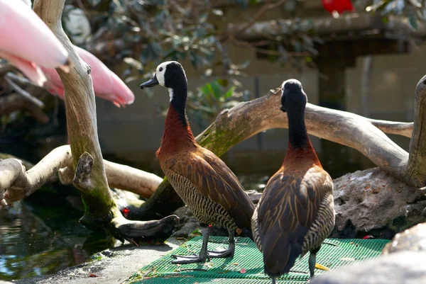 Two brown with green feathers ducks — Stock Photo, Image
