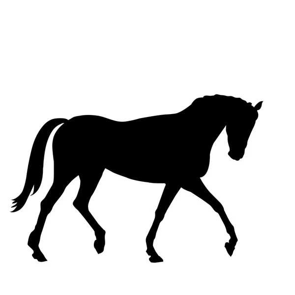 Beautiful black horse silhouette — Stock Vector