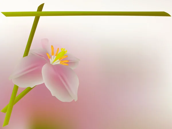 Pétalo de rosa concha de la flor sobre fondo rosa — Vector de stock