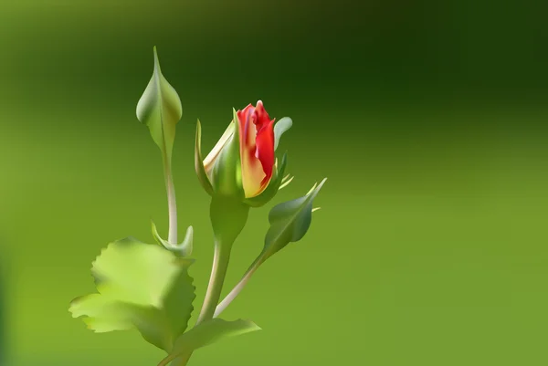 Délicat fond romantique avec rose rouge — Image vectorielle