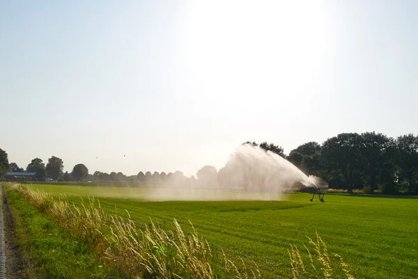 Prairie verte d'été sous le soleil — Photo