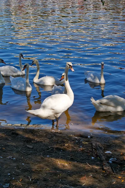Vita svanar på det glittrande vattnet i sjön — Stockfoto