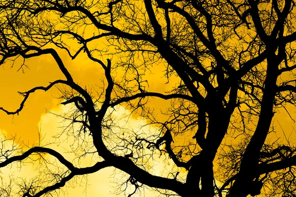 La silhouette noire de l'arbre contre le ciel couchant — Photo